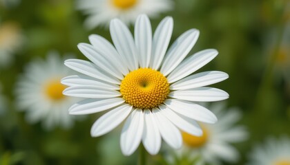 Obraz premium Daisy Freshness