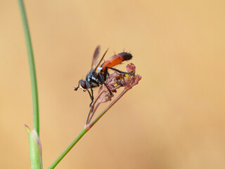 Fly of genus Cylindromyia on a plant. It is a genus of tachinid flies, also known as tube-tails