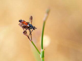 Fly of genus Cylindromyia on a plant. It is a genus of tachinid flies, also known as tube-tails