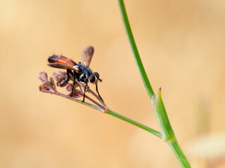 Fly of genus Cylindromyia on a plant. It is a genus of tachinid flies, also known as tube-tails