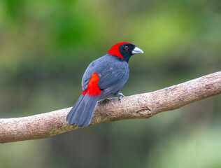 Crimson-collared Tanager