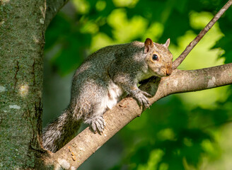 Obraz premium Gray Squirrel