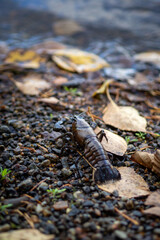 Small Crayfish On Gravelly Shoreline With Fallen Leaves