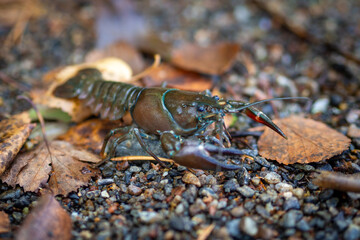 Crab Crawling on Ground Surrounded by Leaves