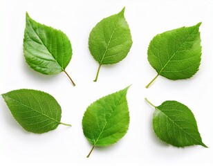 Obraz premium six fresh green leaves isolated on white background