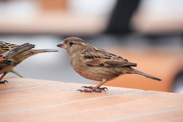 Sparrows on a table in a cafe in winter