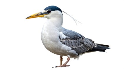 Obraz premium Side view of a bird with a gray and white body, dark head, and a long beak