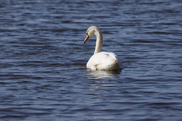 
An elegant mute swan view from behind on a shimmering blue lake with gentle waves, a swan, slightly blurred between bushes on a blue lake, with elegant posture, Cygnus olor