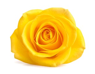 Close-up of a bright yellow rose (1)