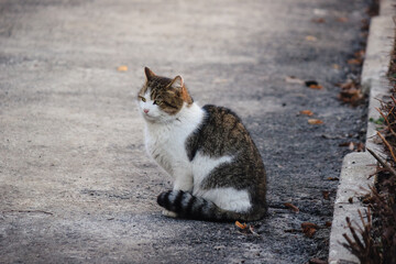 Stray street cats in winter