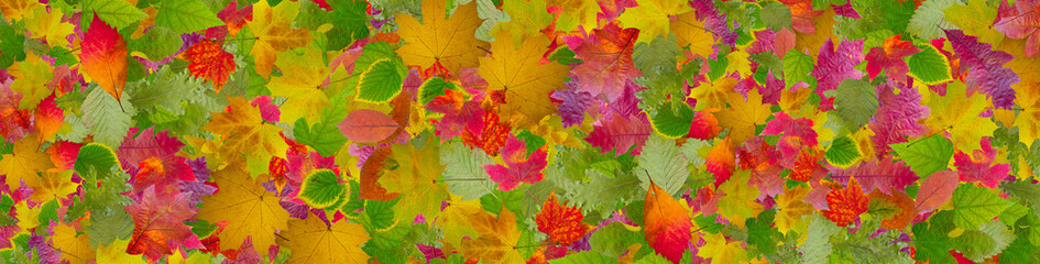 Colorful autumn leaves blanket the ground in a vibrant display of nature's beauty during the fall season