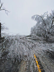 A large fallen ice-covered tree blocking a rural road. The frozen branches, heavy with ice, stretch across the yellow dividing line.