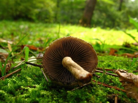 Psathyrella velutina, known as Keun-nunmul-beoseot, is a brown edible mushroom growing in forests and paths, noted for immune-boosting and antitumor compounds. Photographed in Korea.
