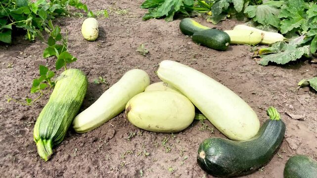 Zucchini and zucchini in the garden