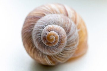 seashell isolated on white background