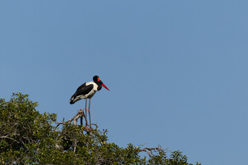 Portrait of a Saddle-billed stork perched on a tree at Masai Mara, Keny
