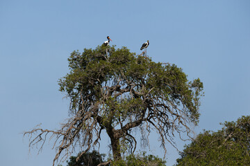 A pair of Saddle-billed stork perched on the top of a tree at Masai Mara, Kenya