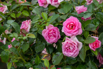 Bush with pink blooming roses.