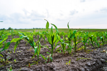 Closeup of young corn plant growing in fertile soil on farmland under cloudy sky
