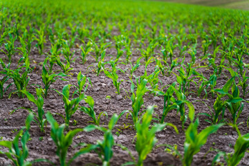 Agricultural field with green corn seedlings sprouting in rows from soil
