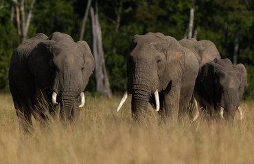 Fototapeta premium African elephants grazing in Savannah, Masai Mara, Kenya
