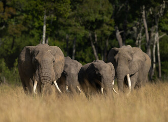 Obraz premium African elephant near wooded forest in Savannah, Masai Mara, Kenya