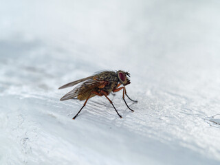 Fly of genus Phaonia on a white wall. I is a very large genus from the fly family Muscidae