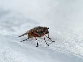 Fly of genus Phaonia on a white wall. I is a very large genus from the fly family Muscidae