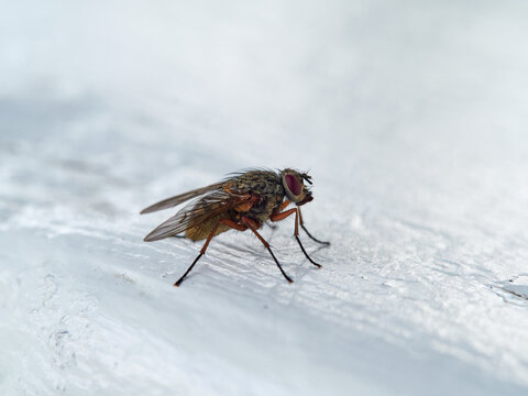 Fly of genus Phaonia on a white wall. I is a very large genus from the fly family Muscidae