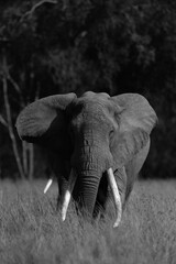 Naklejka premium A portrait of a majestic African elephant in Savannah, Masai Mara, Kenya