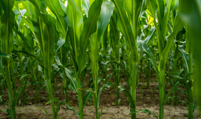 Closeup view inside cornfield with green maize stalks growing on fertile farmland