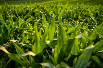 Obraz premium Closeup view of green corn leaves in agricultural farmland at golden hour