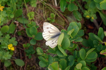 Farfalla Pieride del Navone su Foglia Verde