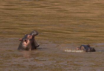 Fototapeta premium Hippopotamus yawning in the river, Masai Mara, Kenya