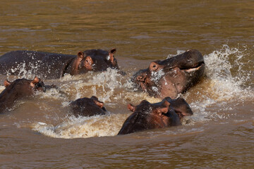 Fototapeta premium Hippopotamus fight in the river, Masai Mara, Kenya