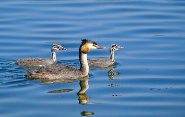 Haubentaucher mit Küken