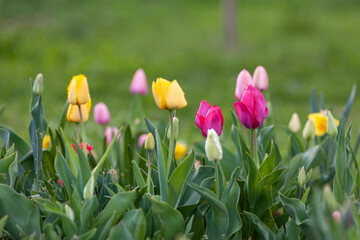 Colorful fresh tulips growing in the garden on a blurred background