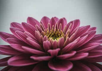 Close up view of a pink chrysanthemum flower in bloom