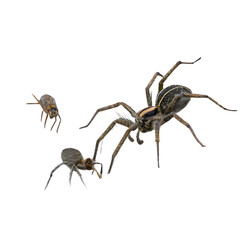 a-family-spiders---a-funnel-spider (2)