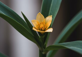 A close up of a small yellow flower with green leaves