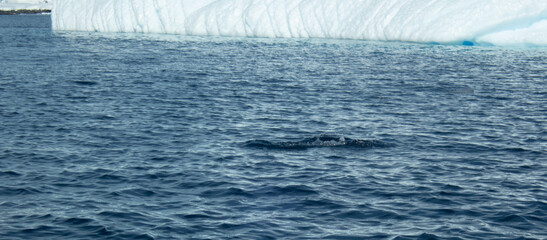 Iceberg in the Southern Ocean
