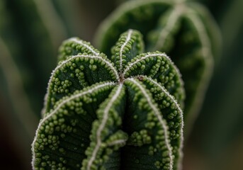 Close up view of a green cactus with white line details