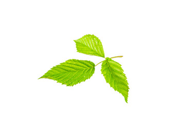 Blackberry leaf isolated on white background.