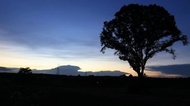 Natural video background of various trees growing along the edge of a large reservoir, with a cool breeze, colorful twilight sky, and the richness of the forest system.