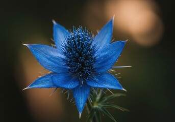 Close up of a vibrant blue thistle flower in bloom now