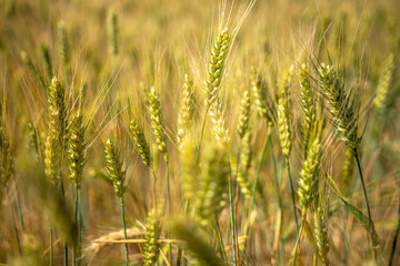 A field of wheat with a few brown and yellow stalks