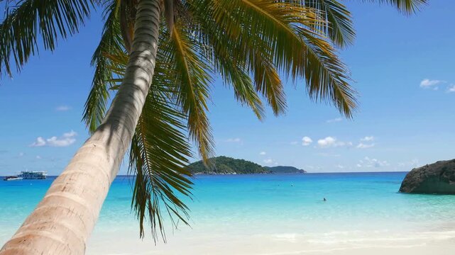 Palm tree on a tropical beach with turquoise water and blue sky in similan