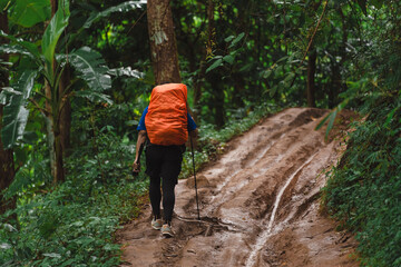 Obraz premium Adventurer Walking on a Rocky Trail Surrounded by Lush Green Forest with a Backpack and Hiking Stick during Daylight in Nature
