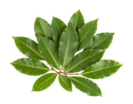 Vibrant green bay leaves arranged beautifully on a white background, showcasing their glossy texture and rich color. - Powered by Adobe