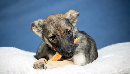 A small puppy chews a dog treat with gusto